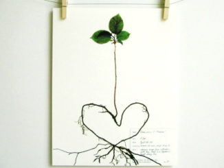roots of love