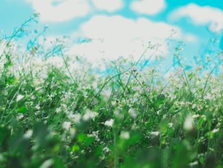 spring field