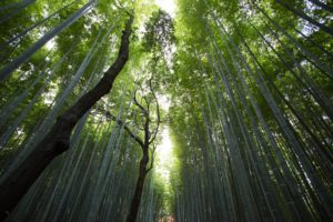 eco-friendly gift ideas