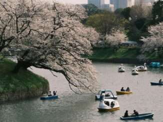 cherry blossoms
